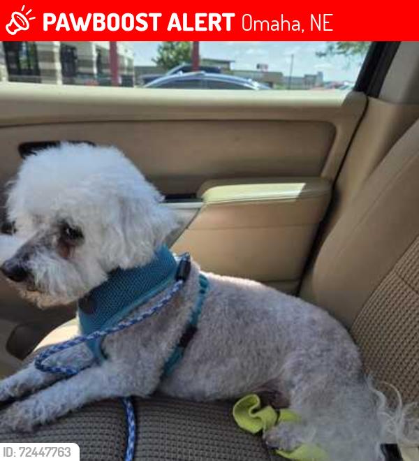 Lost Male Dog last seen 152nd Garfield Street  between W. Center and Fst, Omaha, NE 68144