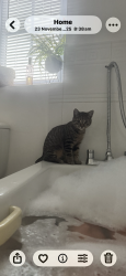 Lost Male Cat last seen West water crescent , Hampton Vale, England PE7