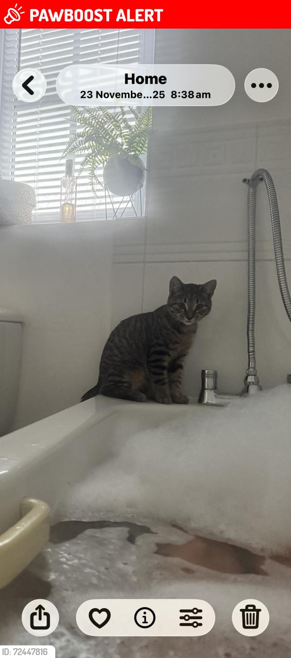 Lost Male Cat last seen West water crescent , Hampton Vale, England PE7