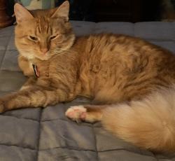Lost Male Cat last seen Lecanto Hwy & king b, Lecanto, FL 34461