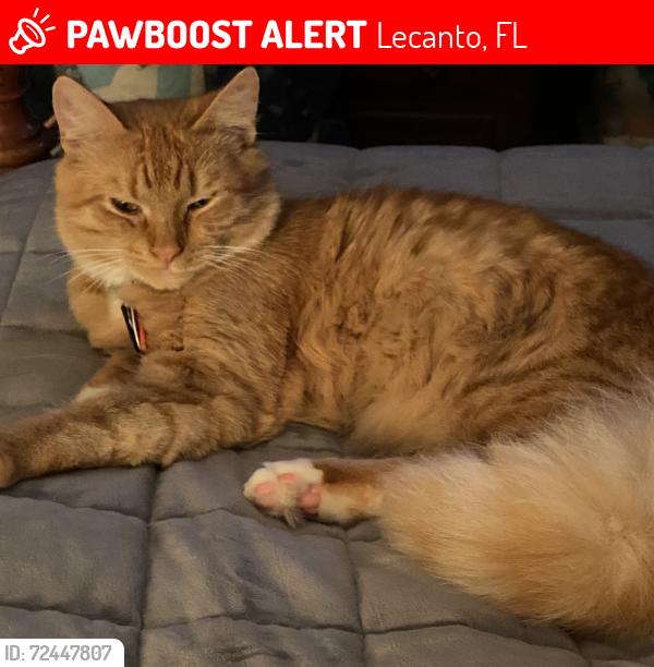 Lost Male Cat last seen Lecanto Hwy & king b, Lecanto, FL 34461
