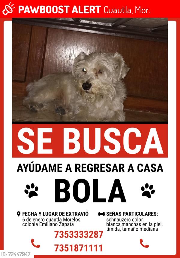 Lost Female Dog last seen Colonia Emiliano Zapata, Cuautla Morelos México , Cuautla, Mor. 