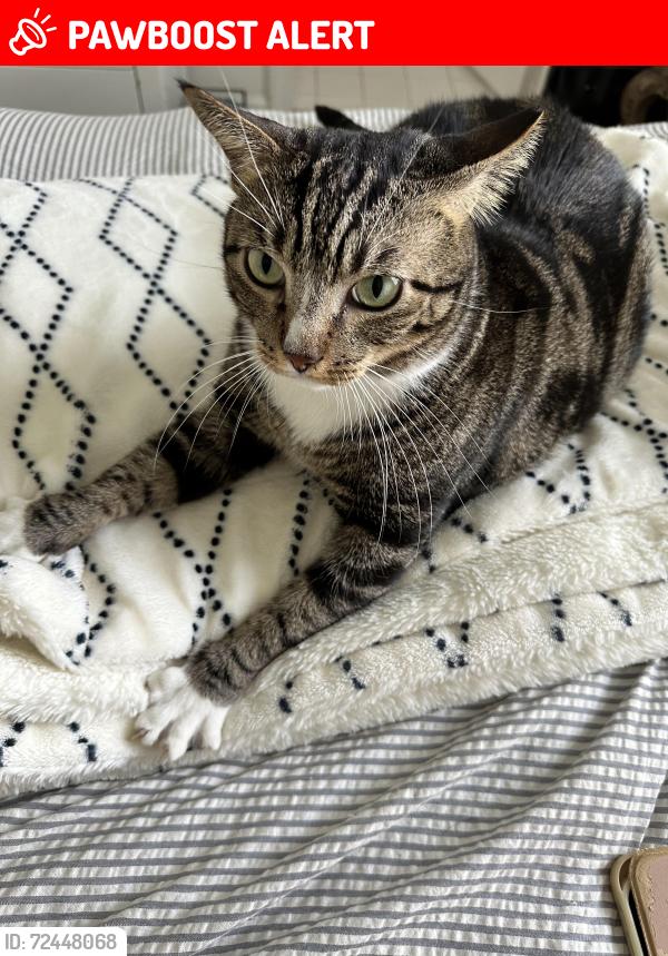 Lost Male Cat last seen Near Brandywine Rd. Palm Beach County, West Palm Beach, FL 33409
