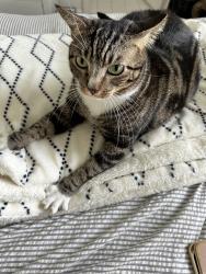 Lost Male Cat last seen Near Brandywine Rd. Palm Beach County, West Palm Beach, FL 33409