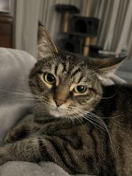 Lost Female Cat last seen Ohio Pike, Amelia, OH 45102