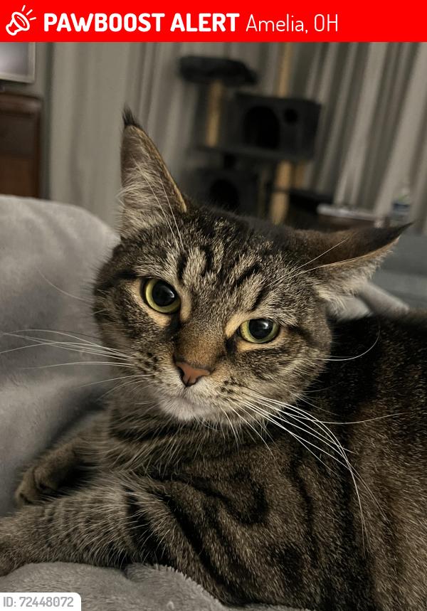 Lost Female Cat last seen Ohio Pike, Amelia, OH 45102