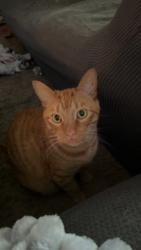 Lost Male Cat last seen The corner of Winona and Oberon Dr, Middletown, OH 45042