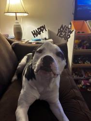 Lost Male Dog last seen Grove and Greenly , Benton Harbor, MI 49022