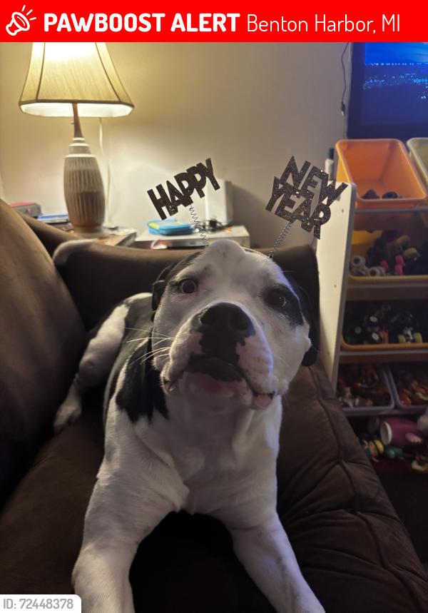 Lost Male Dog last seen Grove and Greenly , Benton Harbor, MI 49022