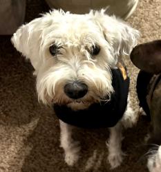 Lost Female Dog last seen Sunset view / Thunderstorm Drive, El Paso, TX 79932