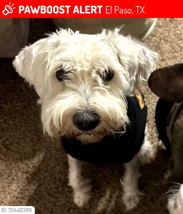 Lost Female Dog last seen Sunset view / Thunderstorm Drive, El Paso, TX 79932