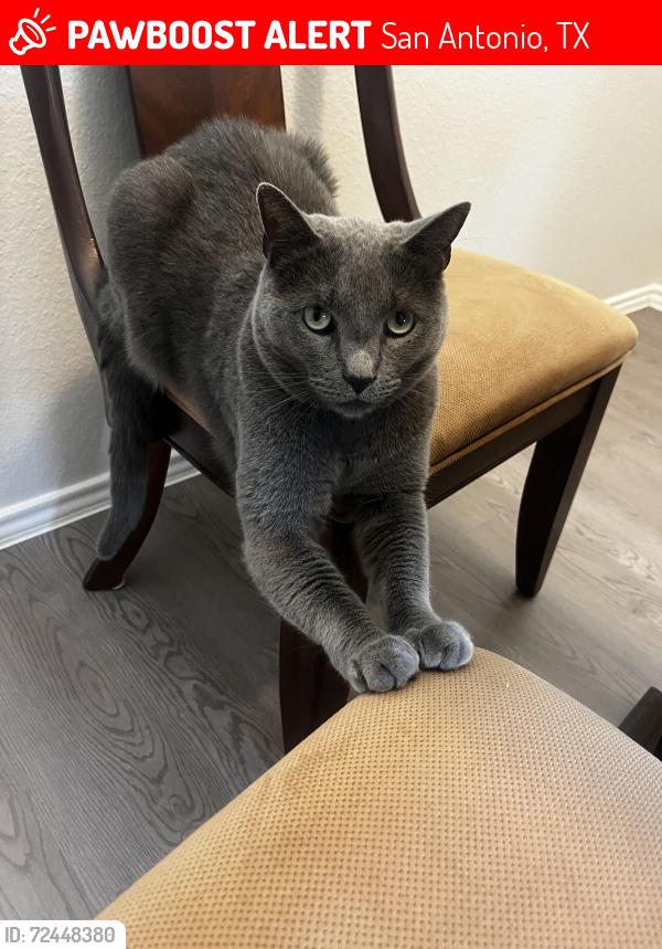 Lost Male Cat last seen Dover Ridge , San Antonio, TX 78250