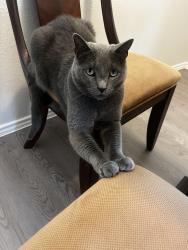 Lost Male Cat last seen Dover Ridge , San Antonio, TX 78250