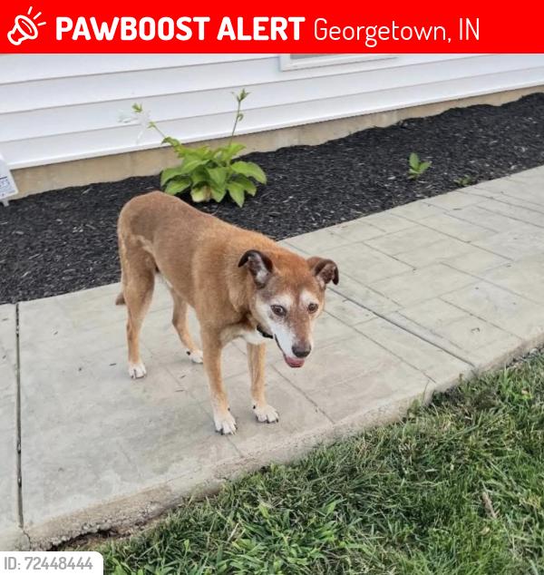 Lost Male Dog last seen Brookstone way, Georgetown, IN 47122