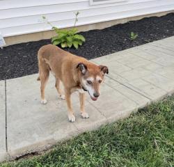 Lost Male Dog last seen Brookstone way, Georgetown, IN 47122
