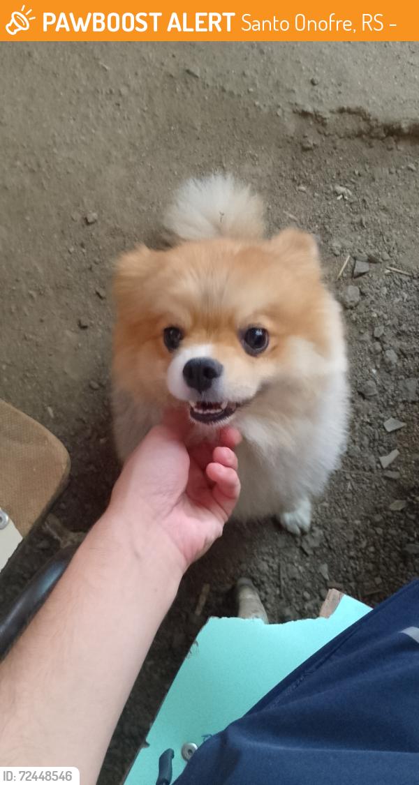 Found/Stray Male Dog last seen Padaria pão doce Viamão , Santo Onofre, RS 94445-530