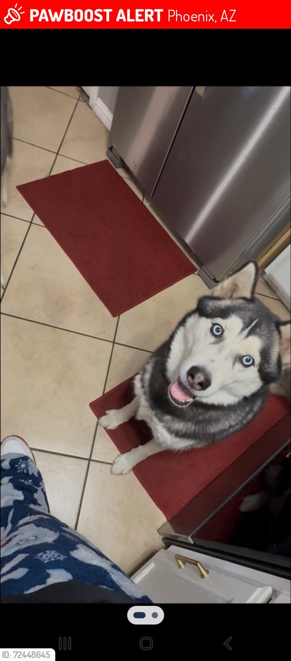 Lost Male Dog last seen 87th indian school, Phoenix, AZ 85037