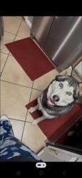 Lost Male Dog last seen 87th indian school, Phoenix, AZ 85037