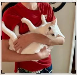 Lost Female Cat last seen Vista View Drive, Lakeland, FL 33813