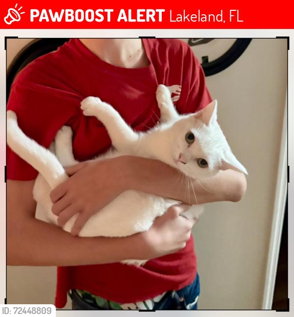 Lost Female Cat last seen Vista View Drive, Lakeland, FL 33813