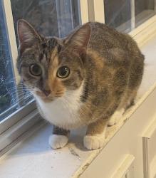 Lost Female Cat last seen Ashmore Bridge Road & River Mist Subdivision (Sawyer Drive), Greenville, SC 29605