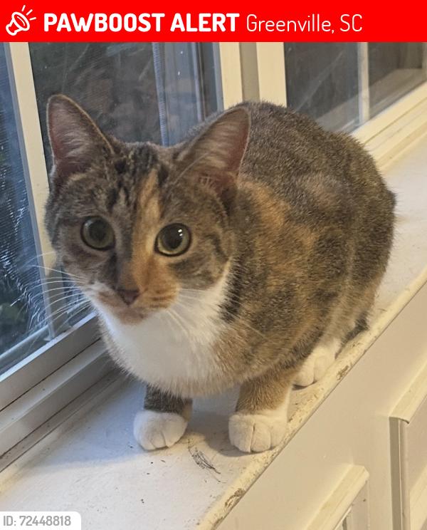 Lost Female Cat last seen Ashmore Bridge Road & River Mist Subdivision (Sawyer Drive), Greenville, SC 29605