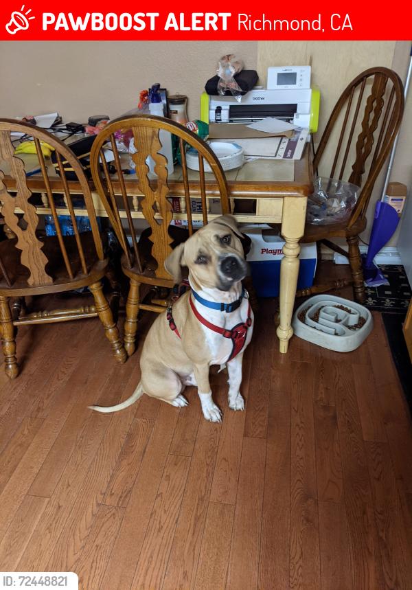 Lost Male Dog last seen Near Willard Ave, Richmond, Ca., Richmond, CA 94801
