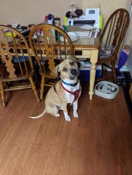 Lost Male Dog last seen Near Willard Ave, Richmond, Ca., Richmond, CA 94801