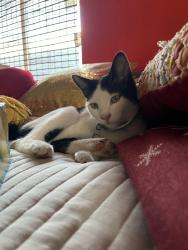 Lost Male Cat last seen George Dieter and Montana Near apmts, El Paso, TX 79936