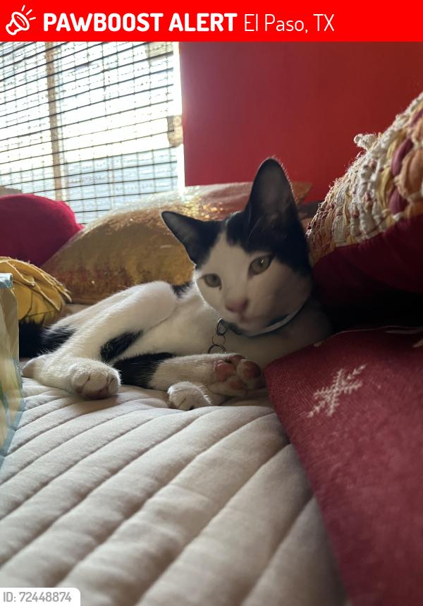 Lost Male Cat last seen George Dieter and Montana Near apmts, El Paso, TX 79936
