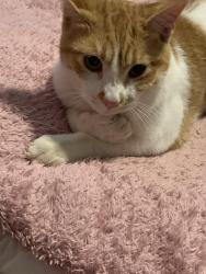 Lost Male Cat last seen By my , Guthrie, OK 73044