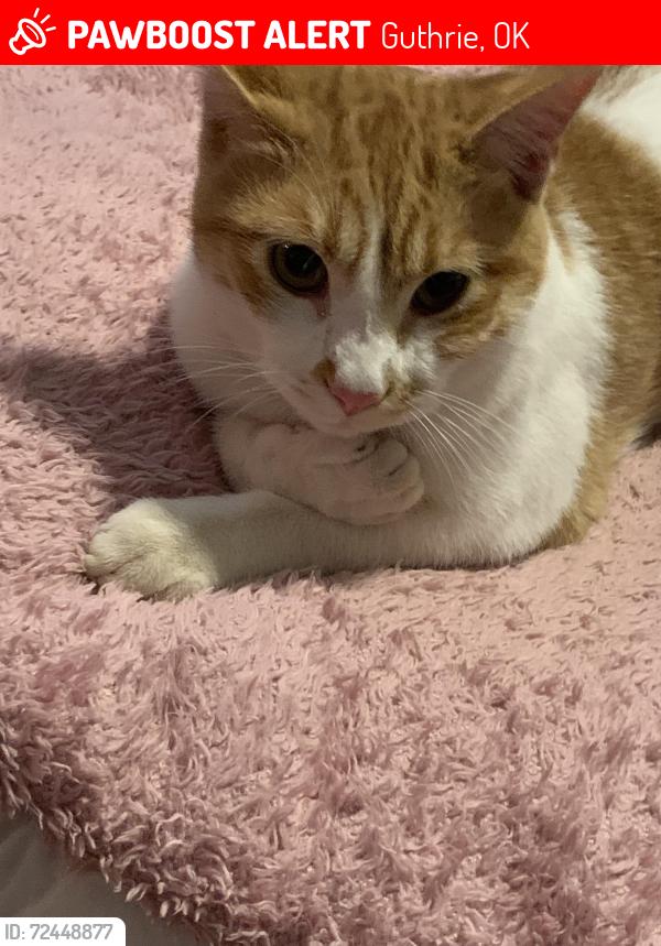 Lost Male Cat last seen By my , Guthrie, OK 73044
