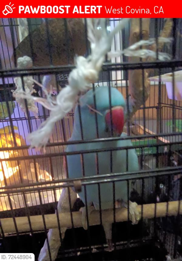 Lost Male Bird last seen Francisquito and Azusa , West Covina, CA 91791