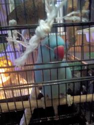 Lost Male Bird last seen Francisquito and Azusa , West Covina, CA 91791