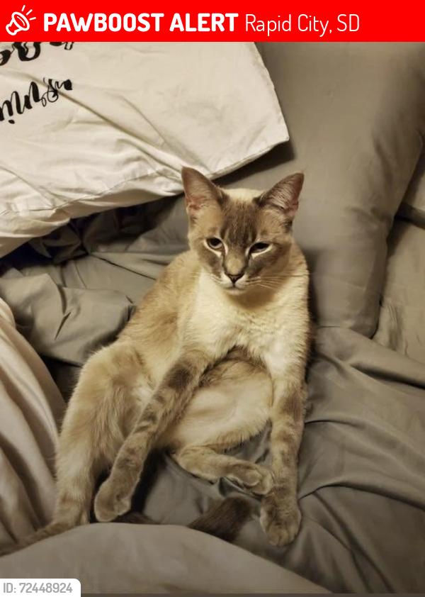 Lost Female Cat last seen Neptune Dr & E Signal Dr, Rapid City, SD 57701