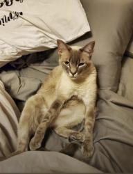 Lost Female Cat last seen Neptune Dr & E Signal Dr, Rapid City, SD 57701