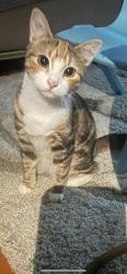 Lost Female Cat last seen Rockland Ave and Forest Hill Road, Staten Island, NY 10314