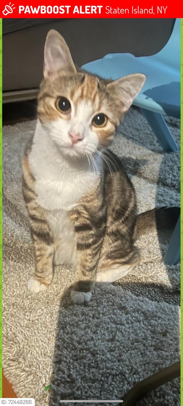 Lost Female Cat last seen Rockland Ave and Forest Hill Road, Staten Island, NY 10314