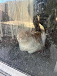 Lost Male Cat last seen Hollywood and Vegas valley , Las Vegas, NV 89122