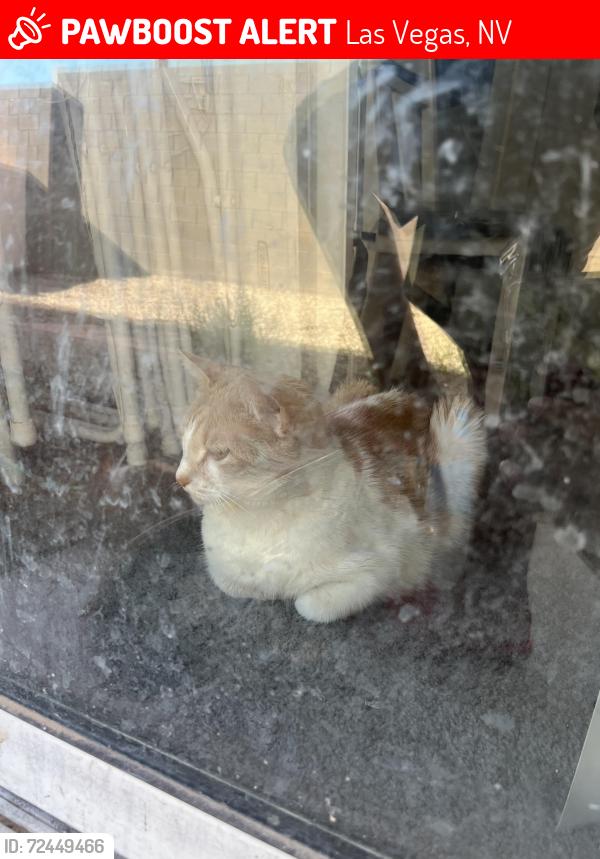 Lost Male Cat last seen Hollywood and Vegas valley , Las Vegas, NV 89122