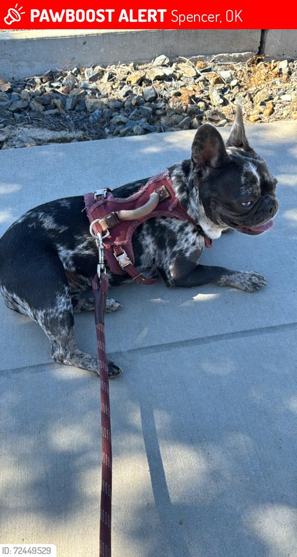 Lost Female Dog last seen Wilshire blvd / Spencer jones road , Spencer, OK 73084