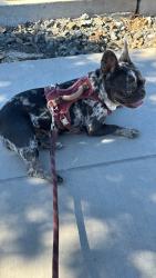 Lost Female Dog last seen Wilshire blvd / Spencer jones road , Spencer, OK 73084