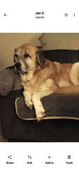 Lost Male Dog last seen Dover pa, Dover, PA 17315