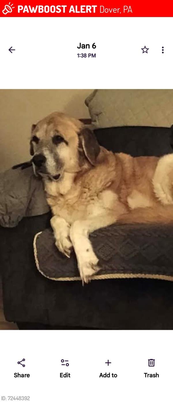 Lost Male Dog last seen Dover pa, Dover, PA 17315