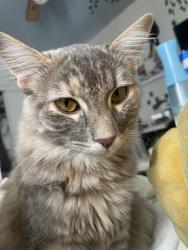 Lost Female Cat last seen Peck Rd, Monrovia , Monrovia, CA 91016