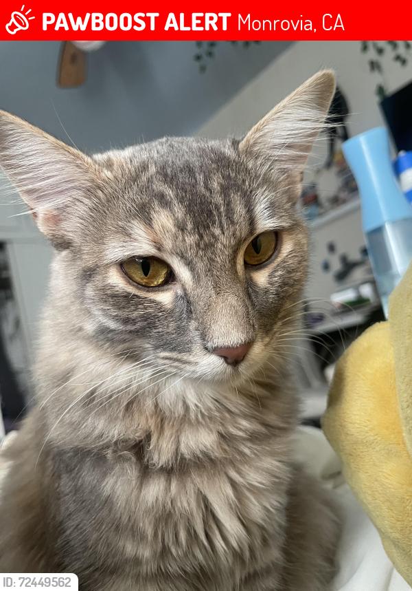 Lost Female Cat last seen Peck Rd, Monrovia , Monrovia, CA 91016