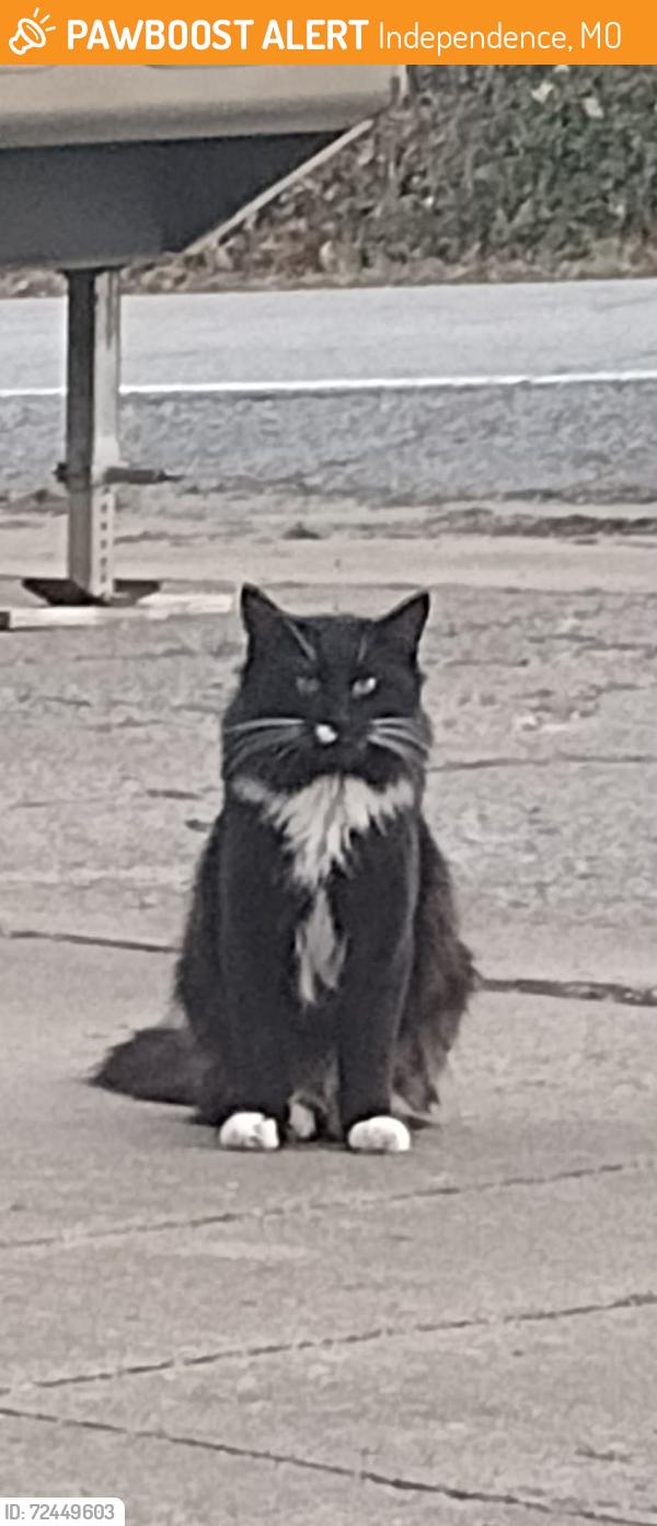 Found/Stray Unknown Cat last seen Crenshaw, Eureka Road, Hidden Vally, Independence, MO 64057