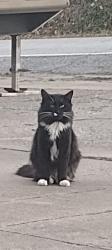 Found/Stray Unknown Cat last seen Crenshaw, Eureka Road, Hidden Vally, Independence, MO 64057