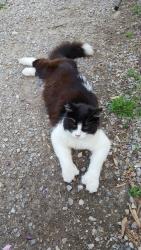 Lost Female Cat last seen Cascagnett tr and Crimson Ranch , Traverse City, MI 49685