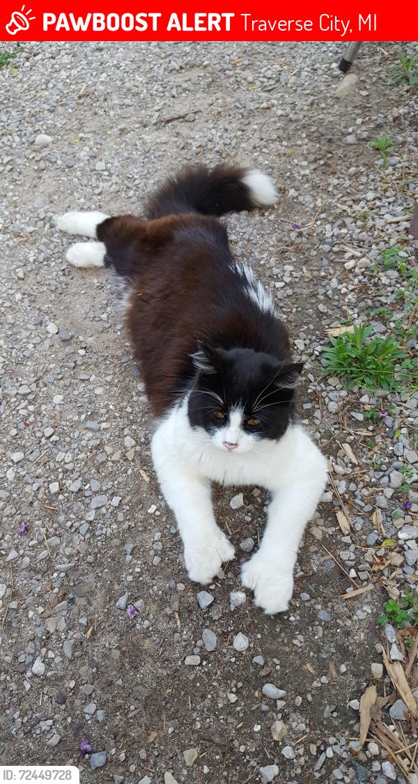 Lost Female Cat last seen Cascagnett tr and Crimson Ranch , Traverse City, MI 49685